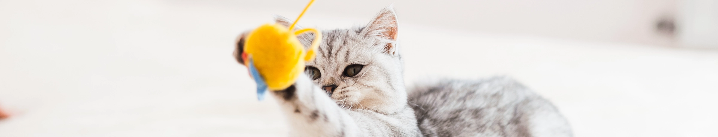 Image Gallery tec-nut.com for A1 Pet Sitter - Free Website, New Website, Website Builder, Free Website, Tec-Nut.com Websites, Cat sitting, New Company, Free website template, Pet sitter, easy website, No Coding Website, Easy Website